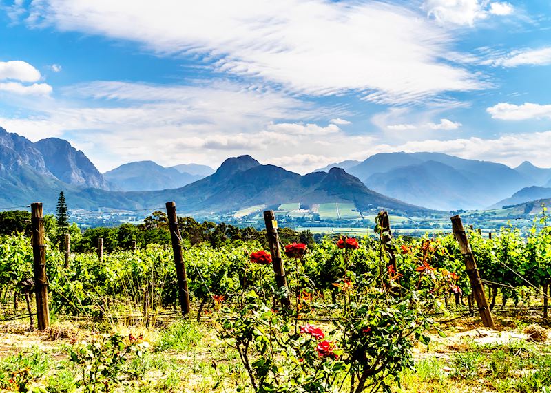 Franschhoek vineyard