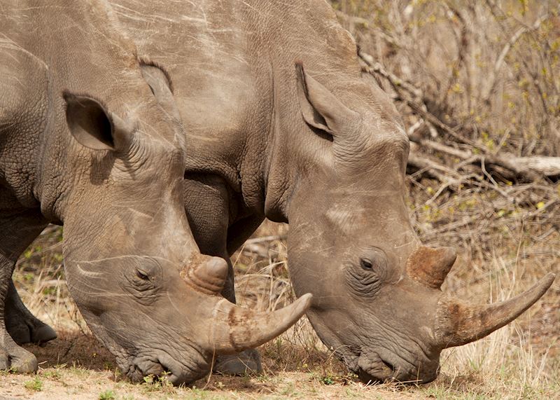Rhino in the Kruger National Park