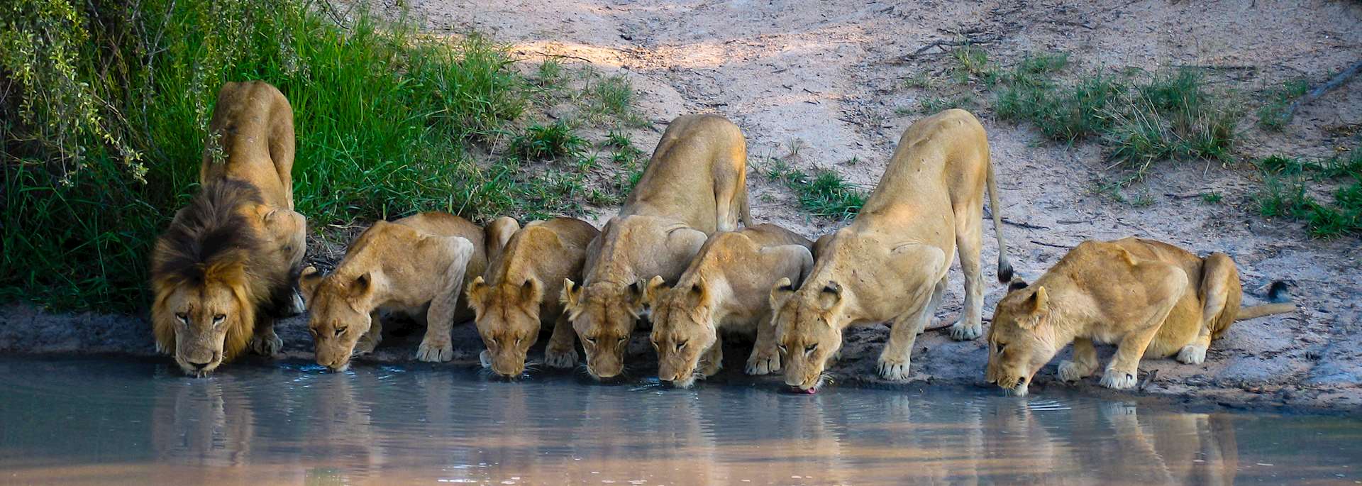 Pride of lion in Kruger National Park