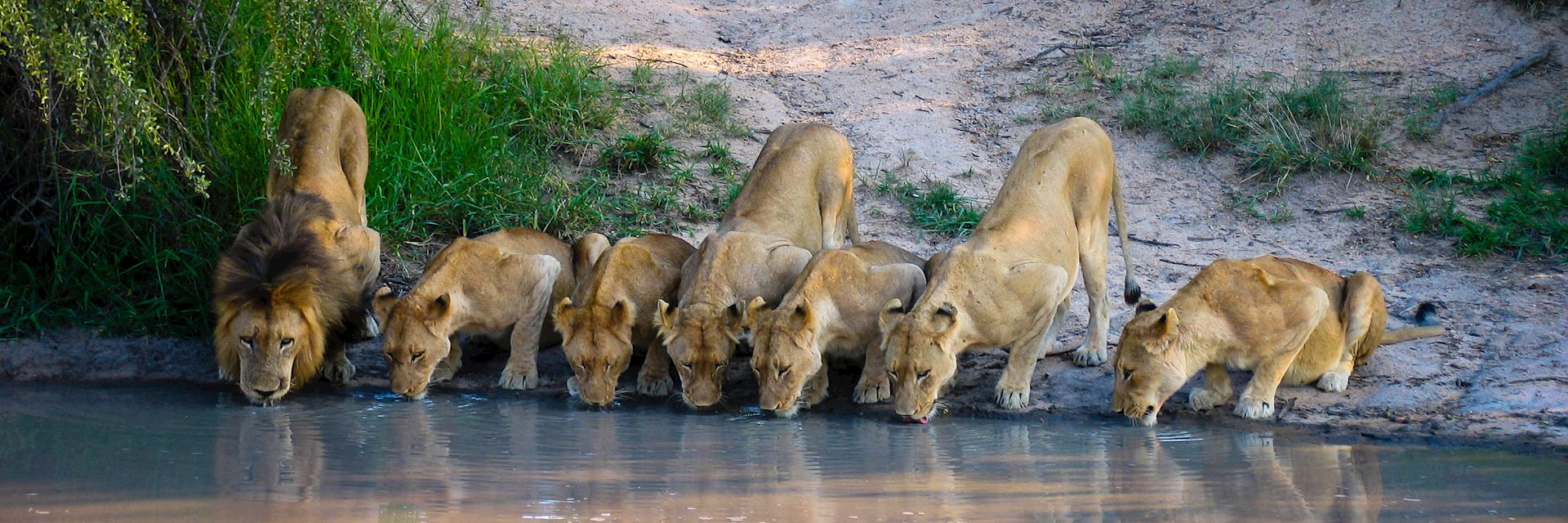 Pride of lion in Kruger National Park