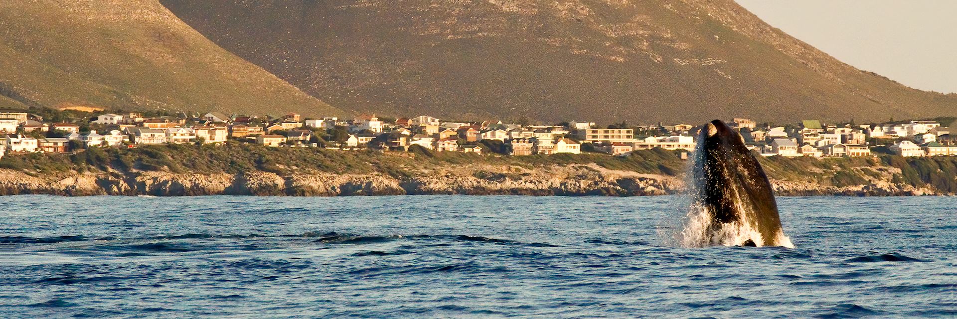 Southern right whale close to the shore in Hermanus