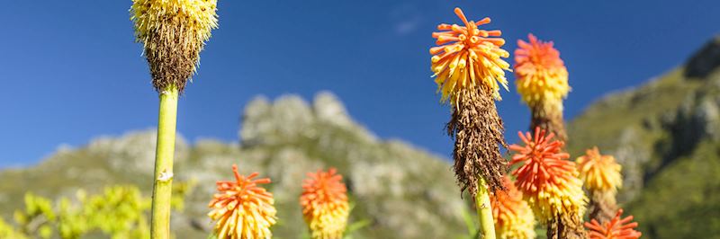 Red hot pokers (torch lilies) flowers in the Western Cape Province