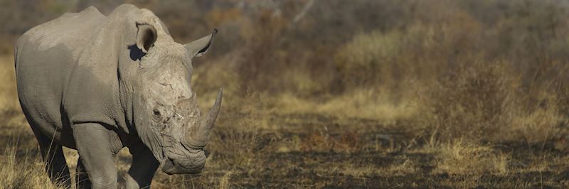 Rhino in the Madikwe Game Reserve