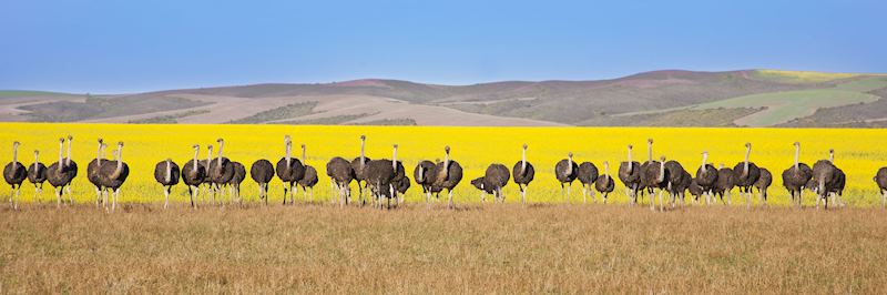 Ostrich farm in Oudtshoorn, on the Garden Route