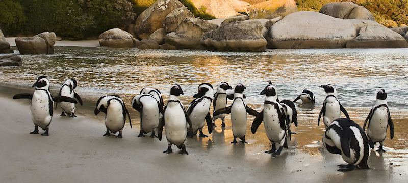 Penguins on Boulders Beach just outside Cape Town