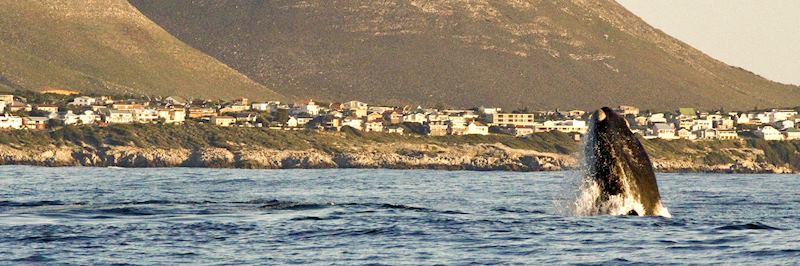 Southern right whale close to the shore in Hermanus