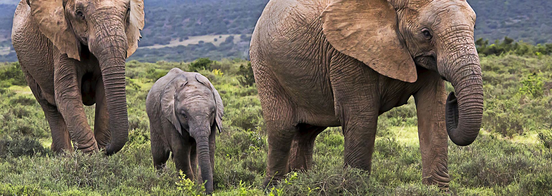 Elephant are one of the Big Five you can see in the Eastern Cape