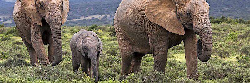Elephant are one of the Big Five you can see in the Eastern Cape