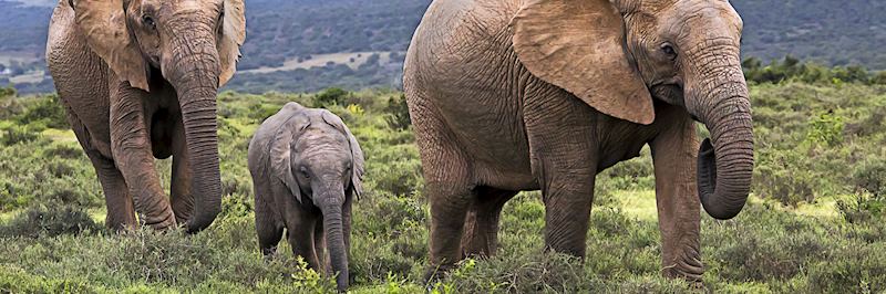 Elephant are one of the Big Five you can see in the Eastern Cape