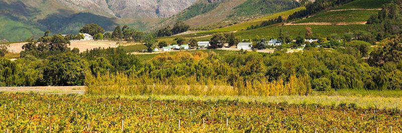 Vineyards in Franschhoek