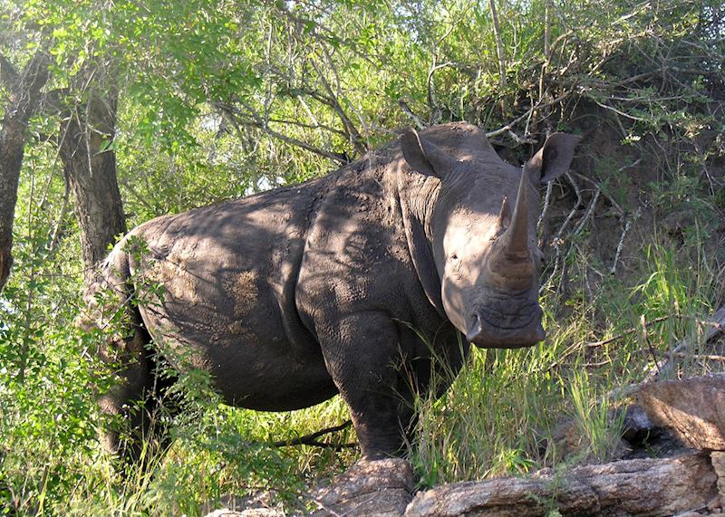 White rhino, Greater Kruger