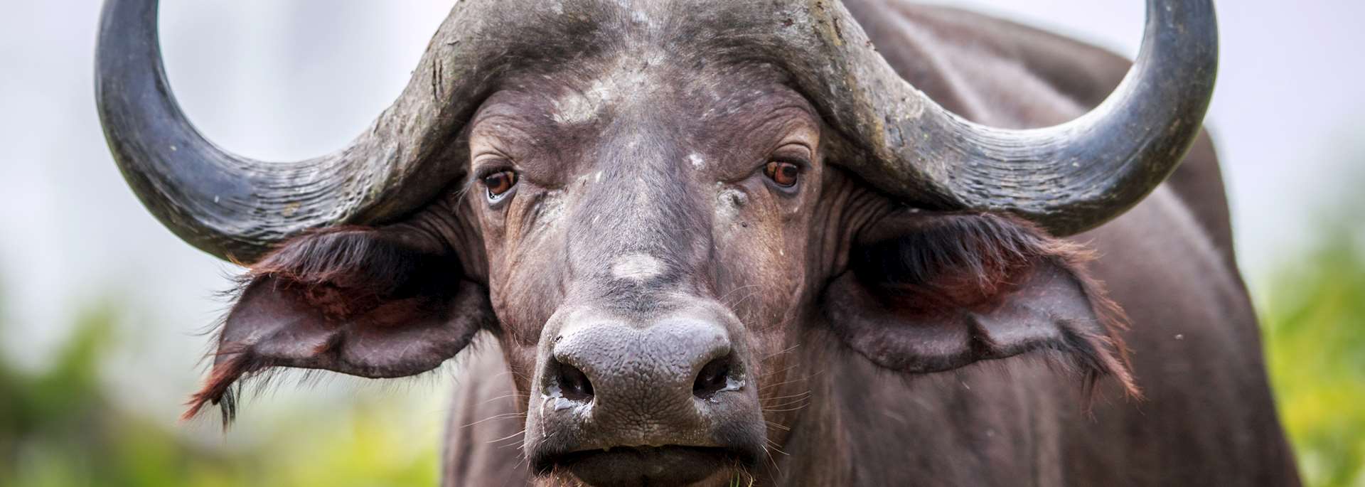 Cape buffalo, Kruger National Park