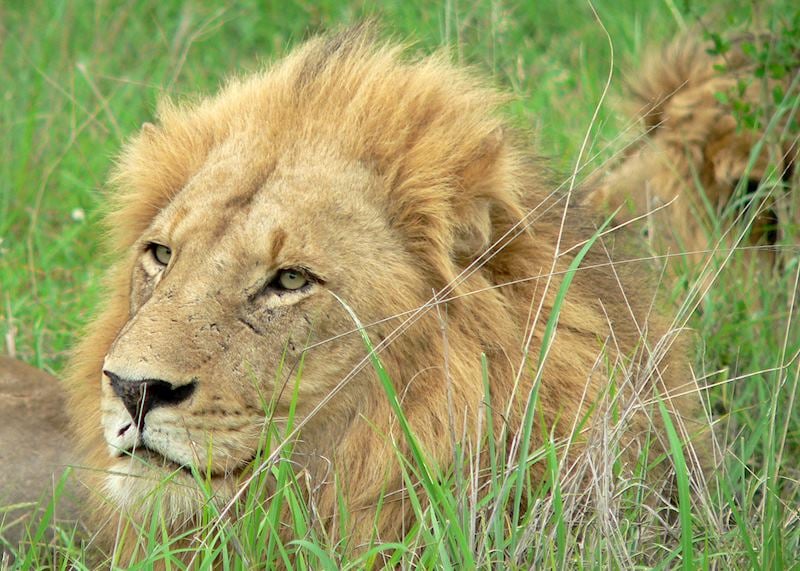 Lion, Kruger National Park