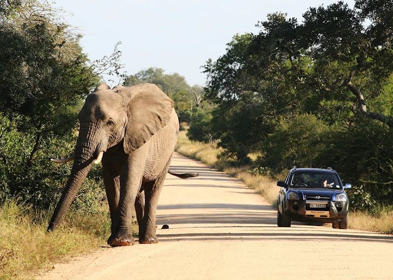 Self-driving in the Kruger