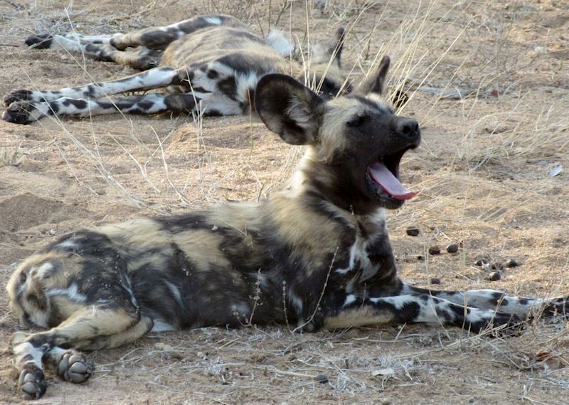 Wild dog, Timbavati Game Reserve