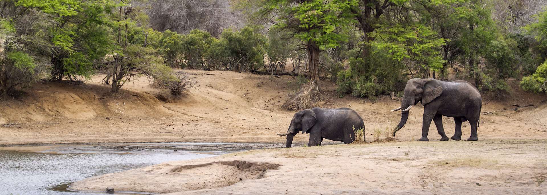 Elephant in Kruger National Park 