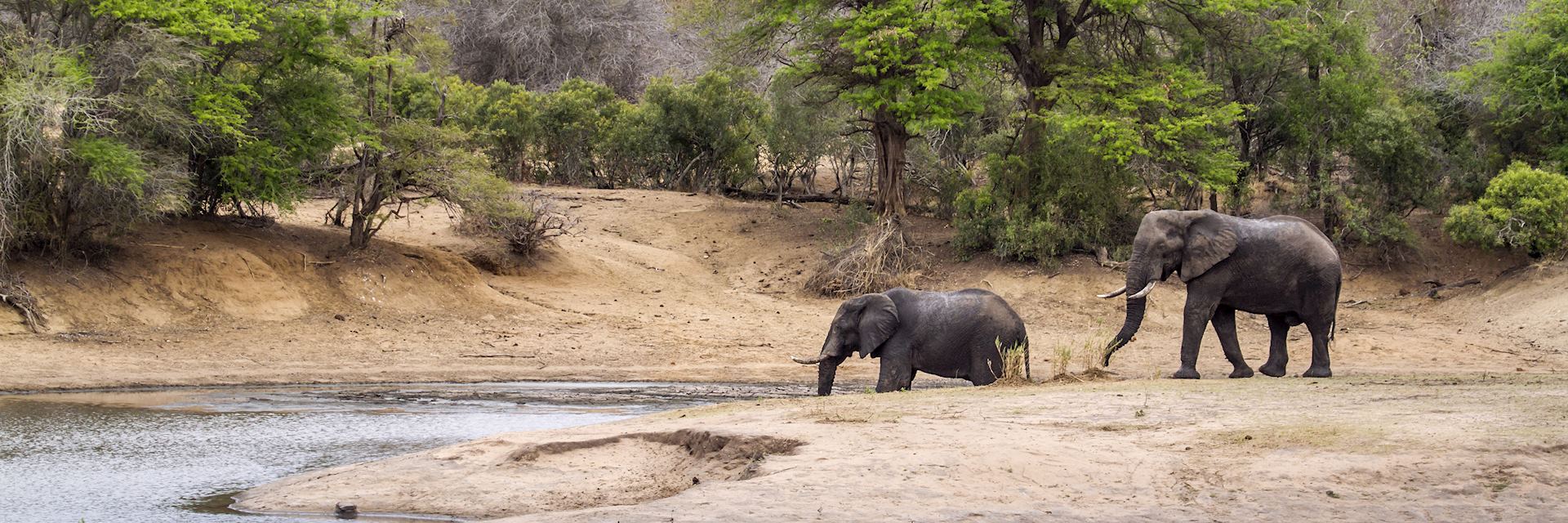 Elephants in Kruger National Park 