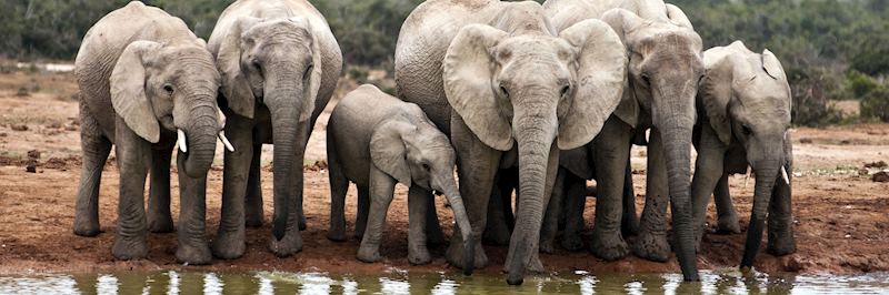 Elephant in the Eastern Cape