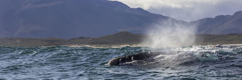 Southern right whale off the coast of Hermanus