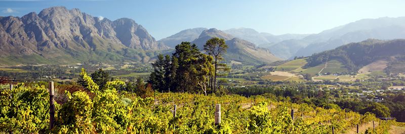 Vineyards in the Winelands region