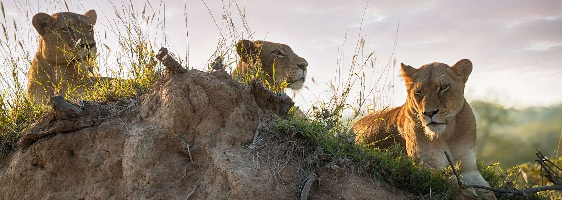 Lion in Kruger National Park