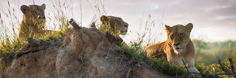 Lion in Kruger National Park