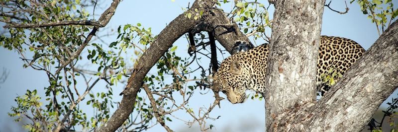 Leopard in Sabi Sands Private Game Reserve