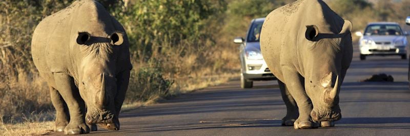 White rhino in Kruger National Park