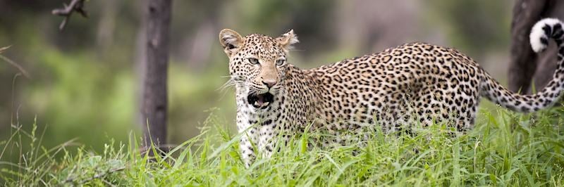 Leopard in Kruger National Park