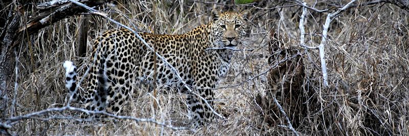 Leopard in Kwandwe Private Game Reserve