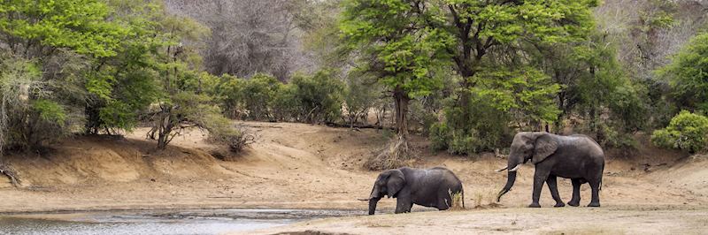 Elephant in Kruger National Park