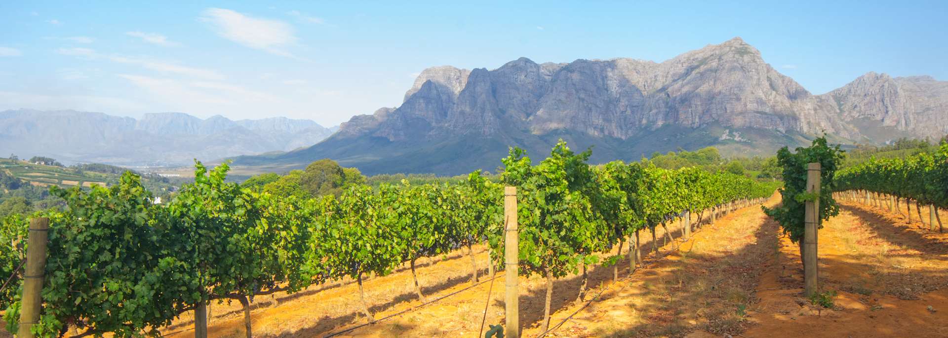 Vineyard in Stellenbosch