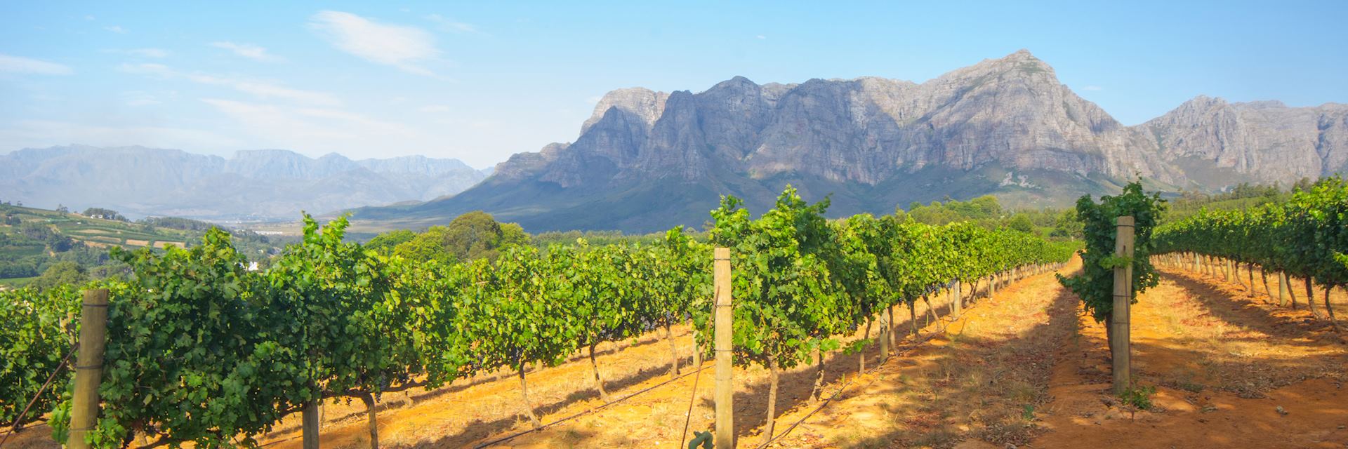 Vineyard in Stellenbosch