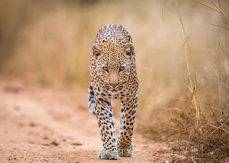 Leopard, Kruger National Park