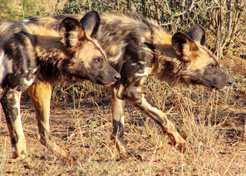 Wild dogs, Madikwe Game Reserve 