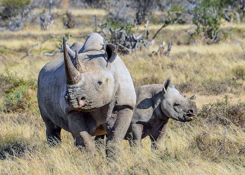 Black rhino and calf, Eastern Cape