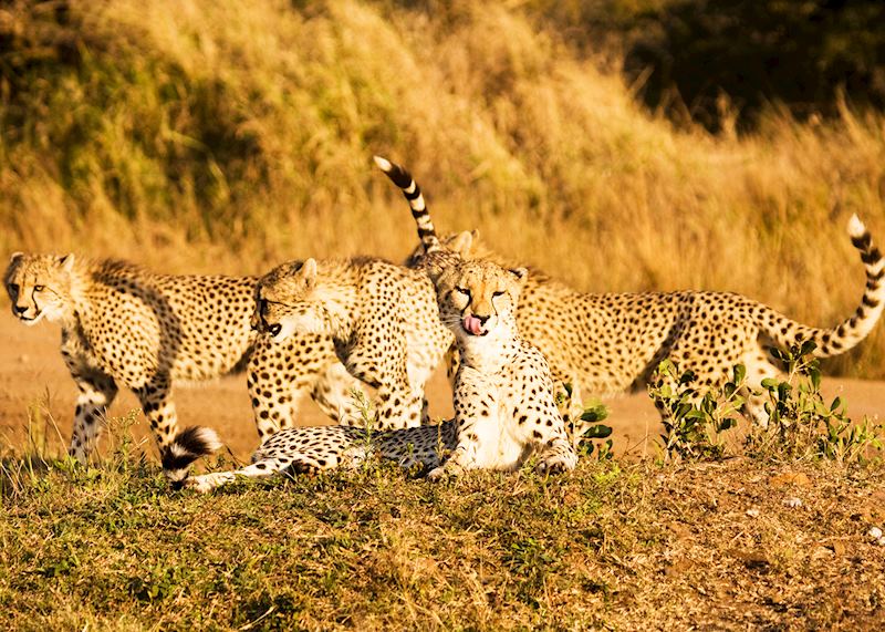 Cheetahs, Phinda Private Game Reserve