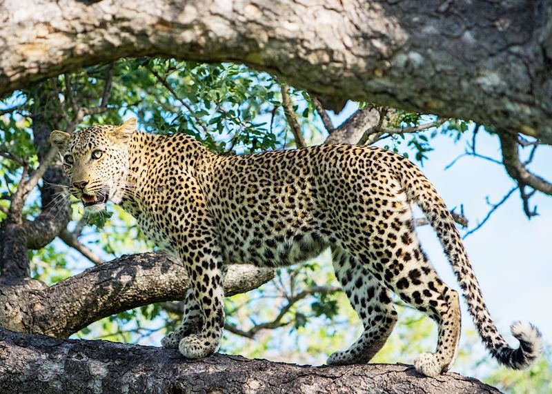 Leopard, Kruger National Park