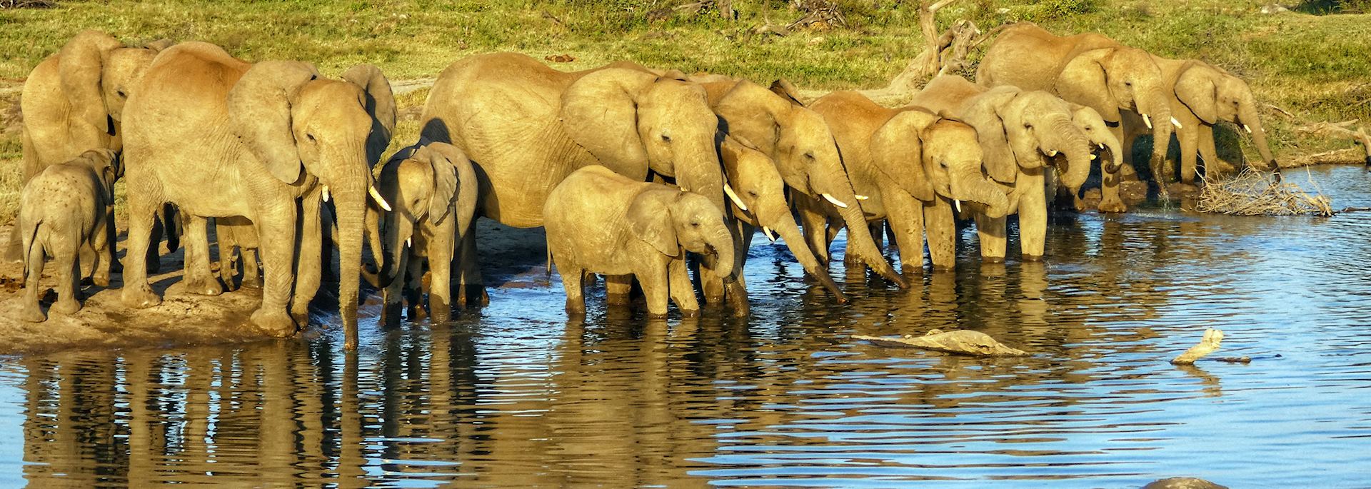 Elephants, Madikwe Game Reserve