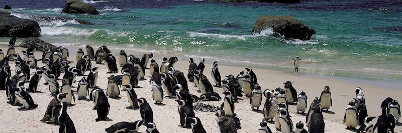 Black-footed penguin colony at Boulders Beach