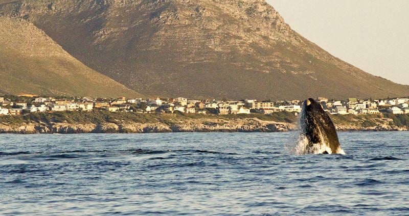 Southern right whale, Hermanus