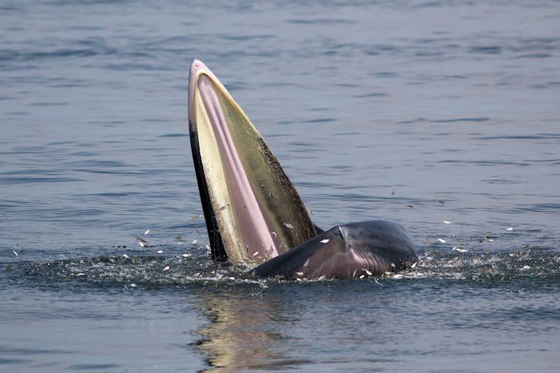 Bryde's whale