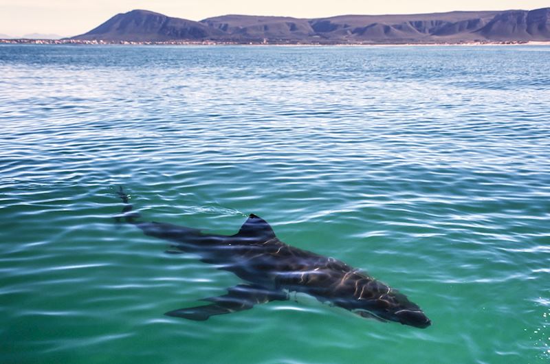 Great white shark, Dyer Island