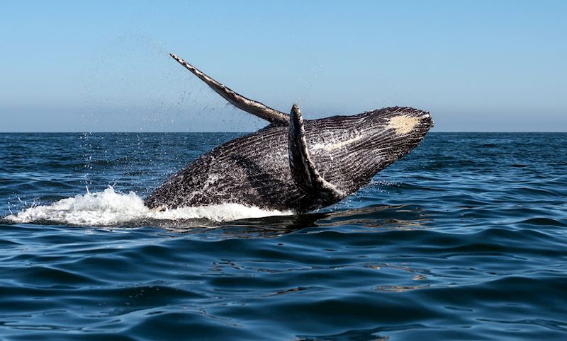 Humpback whale
