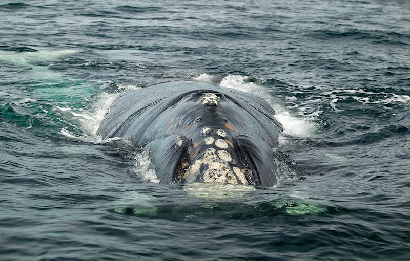 Southern right whale