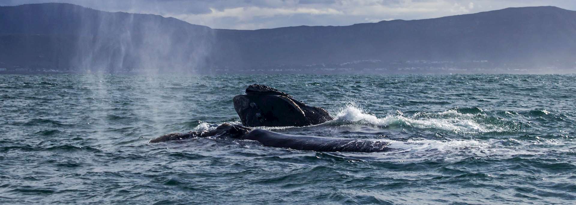 Southern right whale, Hermanus