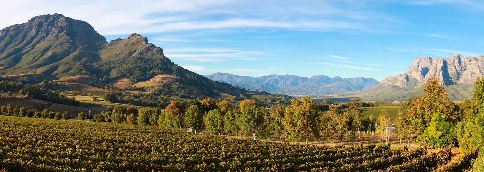 Vineyard near Cape Town