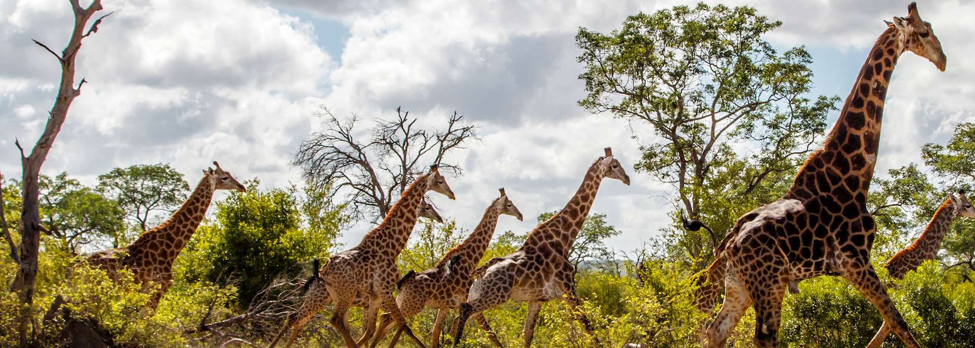 Giraffe in Kruger National Park