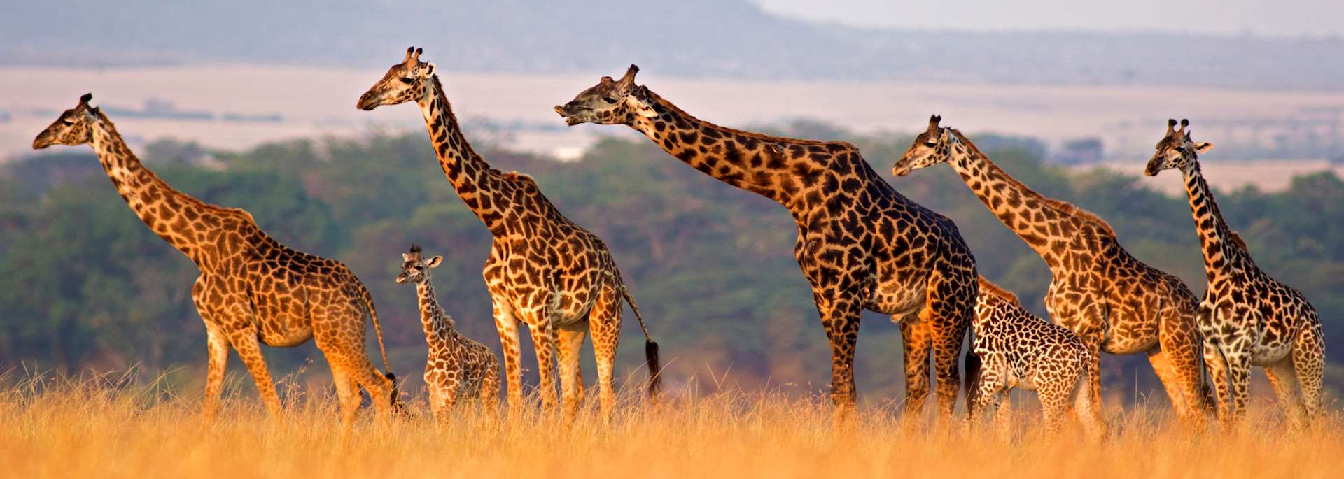 Giraffe in the Masai Mara, Kenya