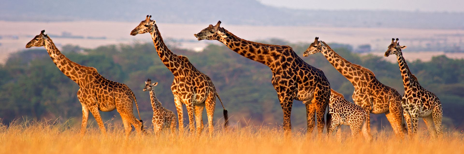Giraffe in the Masai Mara, Kenya